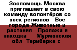 Зоопомощь.Москва приглашает в свою команду волонтёров со всех регионов - Все города Животные и растения » Пропажи и находки   . Мурманская обл.,Териберка с.